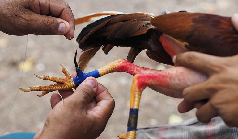 Fighting Rooster Knives