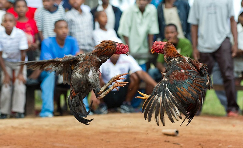 cockfighting blades