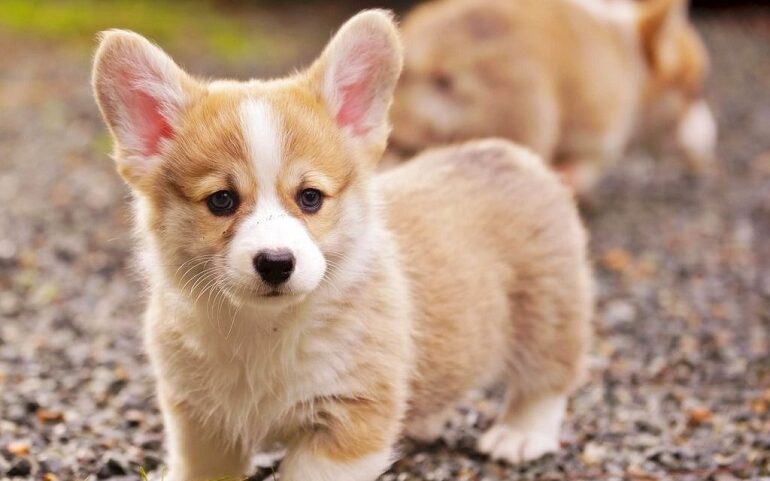 corgi galés de pembroke