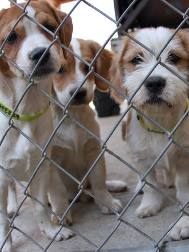 how many dogs are euthanized each year