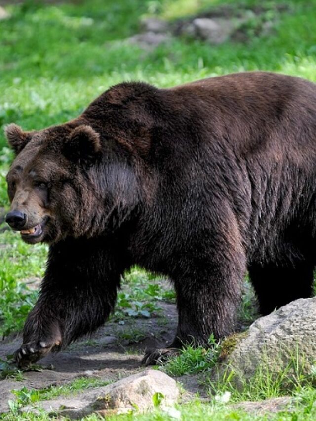 Bear Attacks Statistics