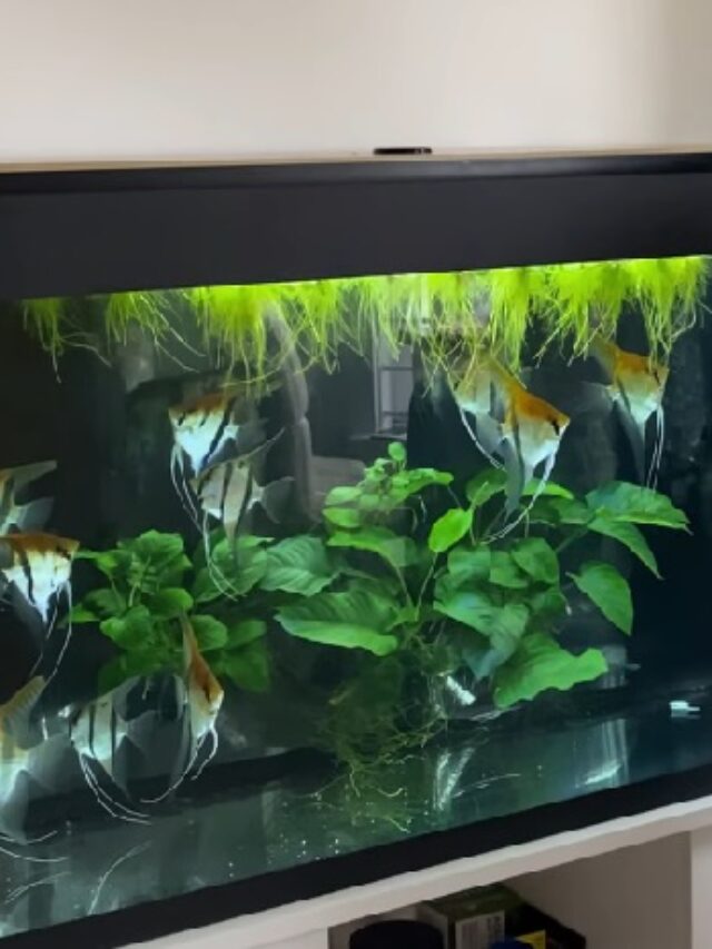how to lower ph in fish tank
