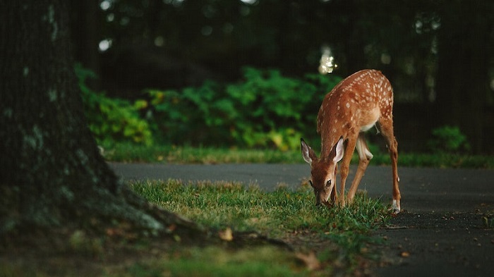 deer family