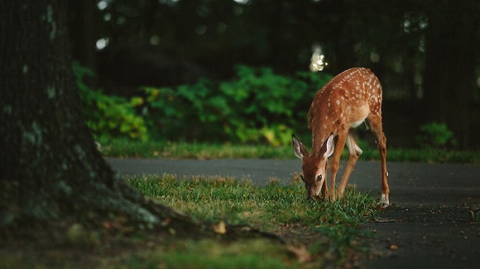 deer family