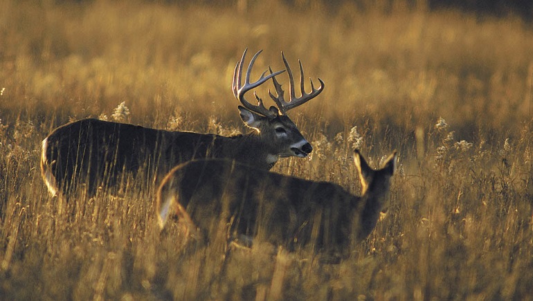 How Many Deer Are Killed Each Year? [Facts And Figures]