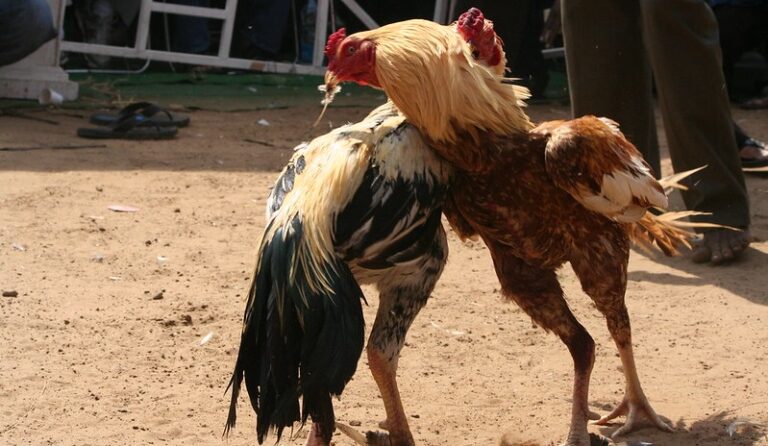 Cockfighting Appalling Reality Behind This Blood Sport