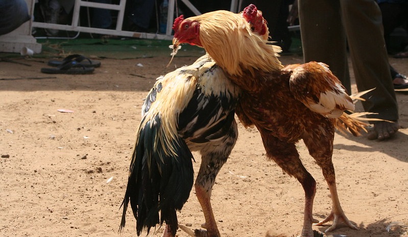 chicken fighting knives