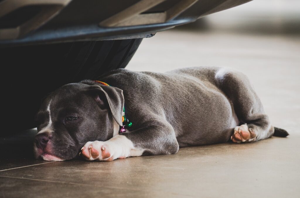 Pocket Bully & Staffy Test NEW Dog Brain Game