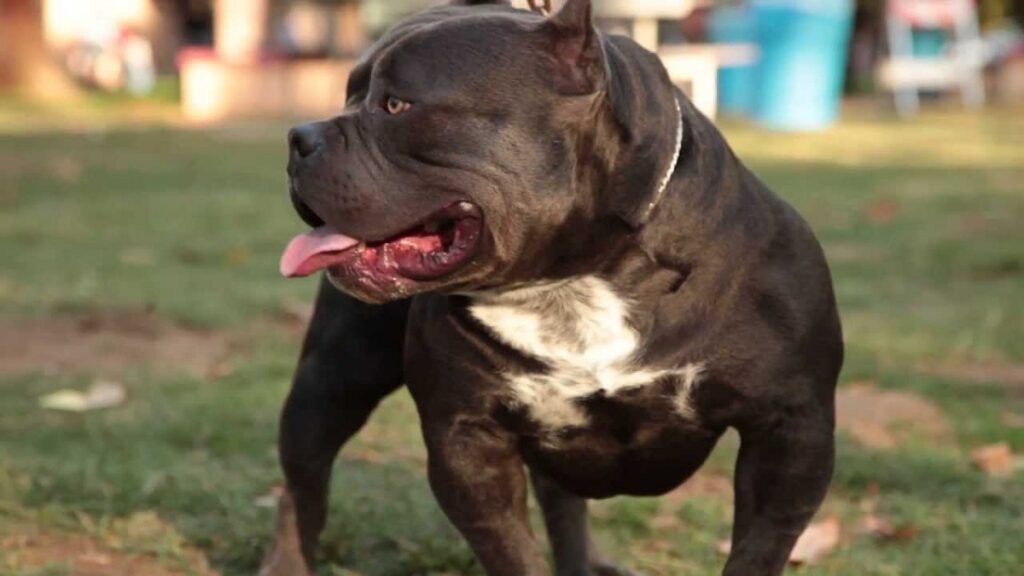 American Bully Dog Breed - Amazing Facts You Must Know!