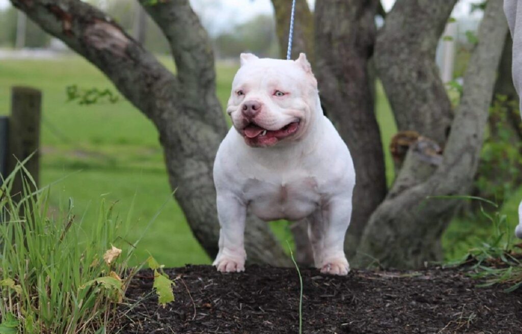 American bully 2024 white colour