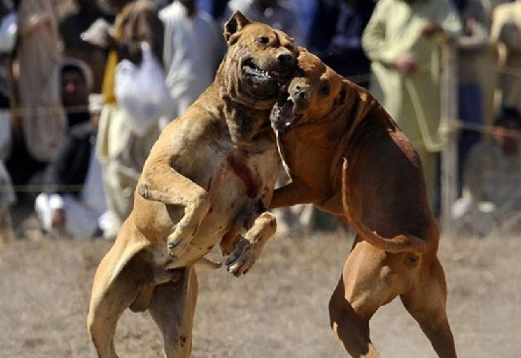 dog fighting