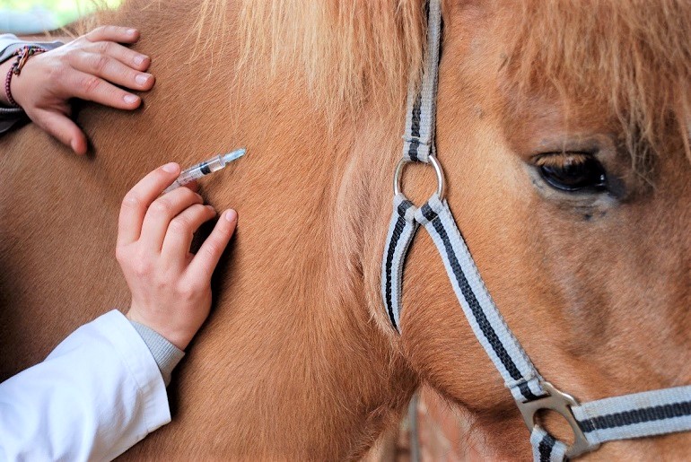 are the kentucky derby horses treated well