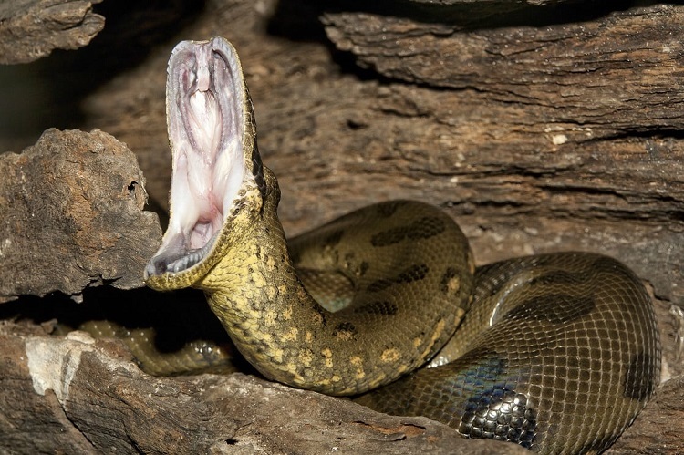 anaconda eating capybara