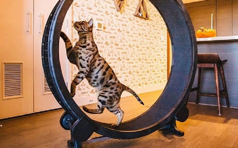 Fastest cat wheel