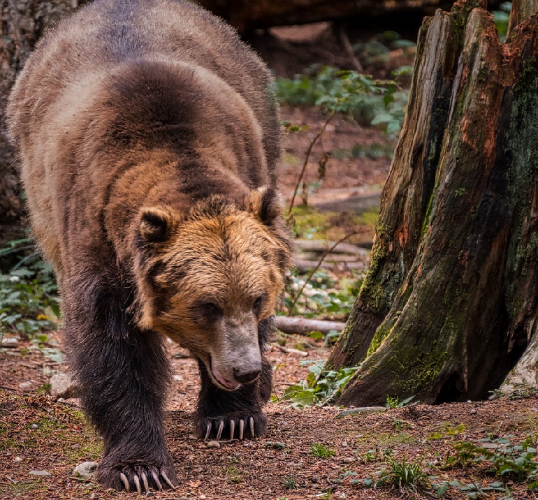 Do Bears Attack Dogs