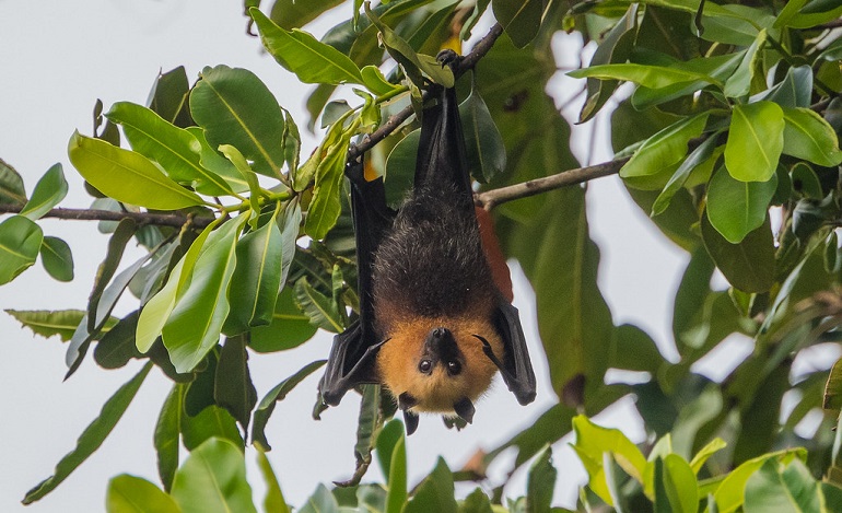 fruit bat