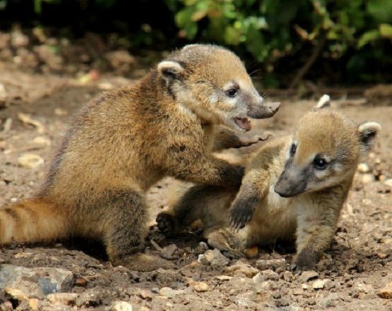 coatimundi
