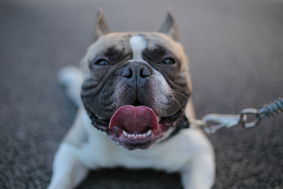 grey american bully