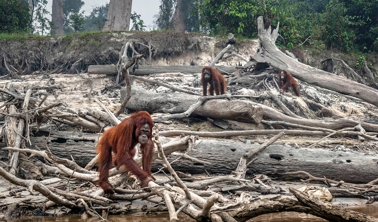 Deforestation Animals