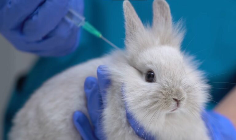 World Animal Foundation Helping Animals Across The Globe