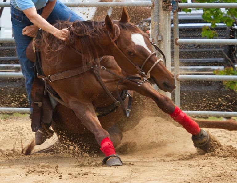 horse racing abuse