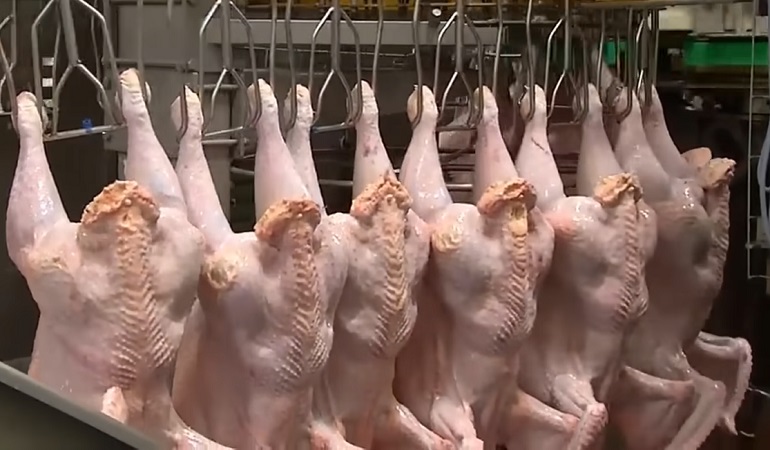 how-many-chickens-are-killed-each-year-the-barbaric-truth