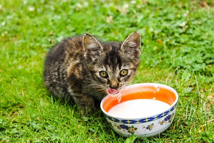 Sharing dishes clearance with cats