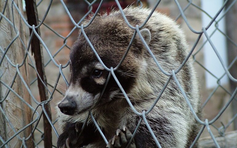 coatí
