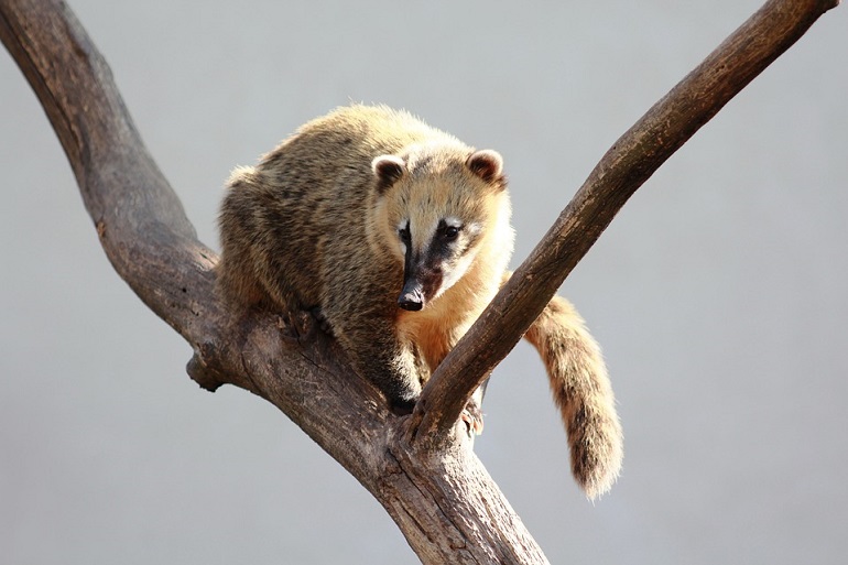 coati
