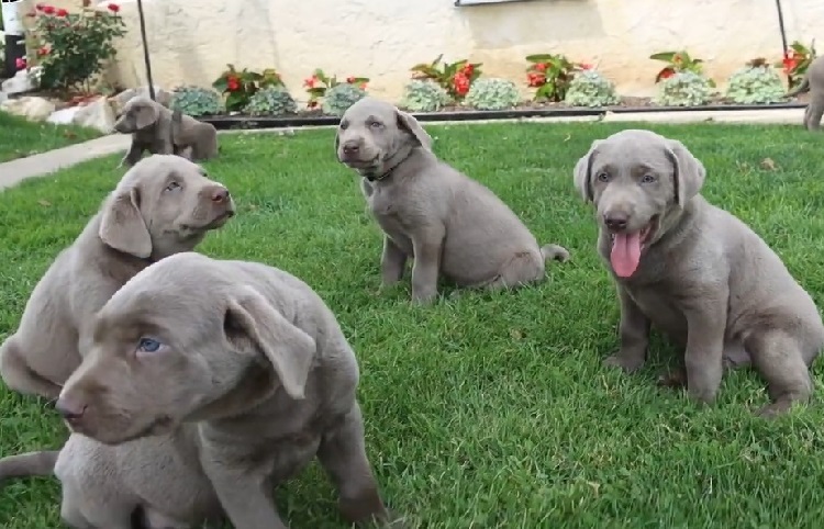 Grey 2024 lab puppies