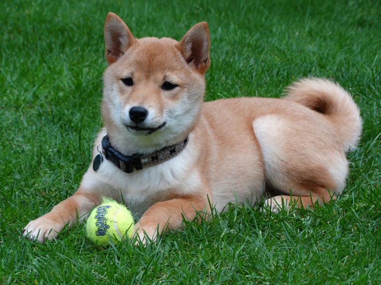 norwegian buhund puppies
