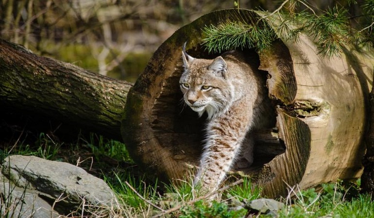 lynx animal