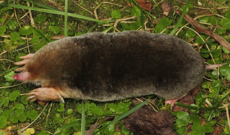 Hairy Tailed Mole Pup