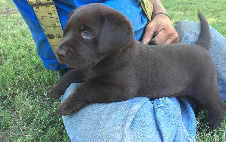 do labradors have blue eyes