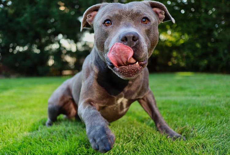 Number 1 dog store breed 2019 pitbull