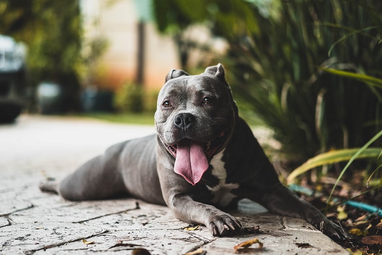 Cost of best sale owning a pitbull