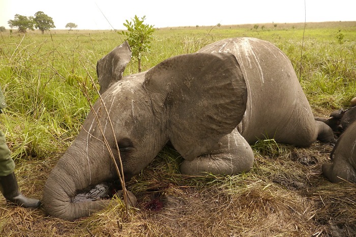 what is poaching animals