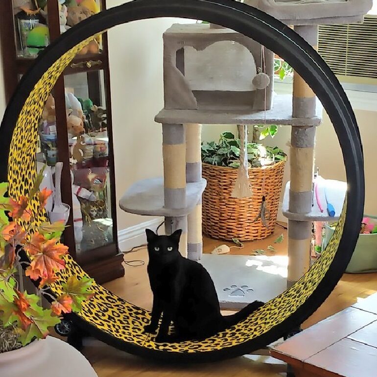 Cat wheel