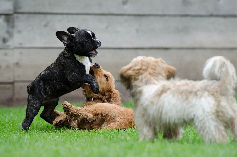 are puppy mills legal