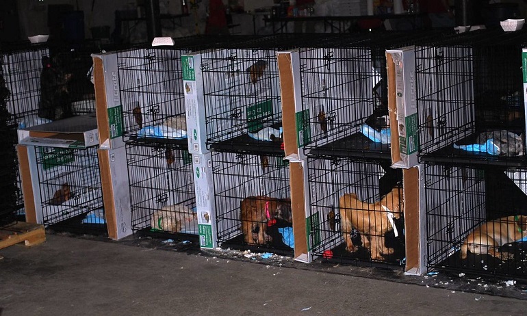 are puppy mills illegal in pennsylvania