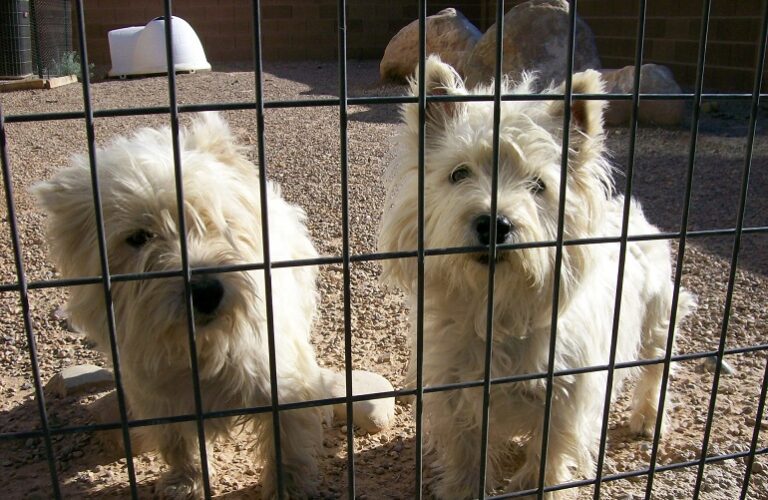 Are Puppy Mills Illegal? And Should They Be Banned?