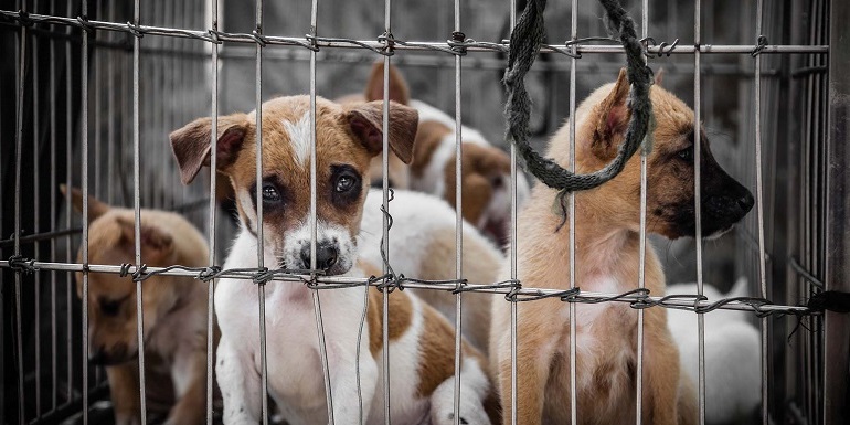 puppy mills statistics