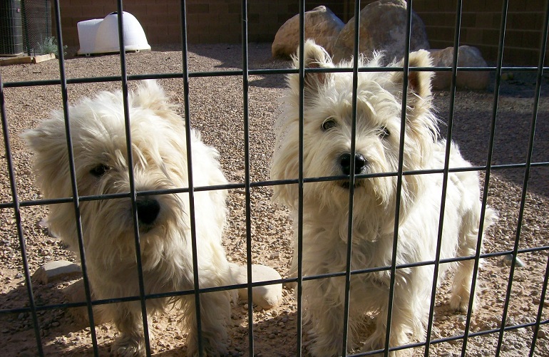 No More Pet Store Puppies? New York May Finally Ban Sales. - The New York  Times