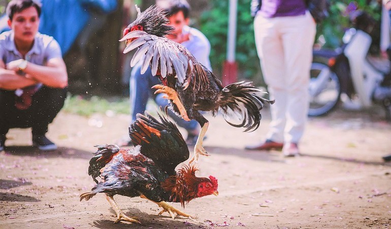 cock fighting rooster