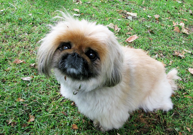 are pekingese pekes prone to dental disease