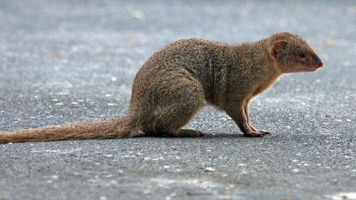 mongoose pic
