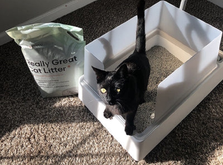 Cat litter 2024 box subscription