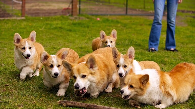 corgi personality
