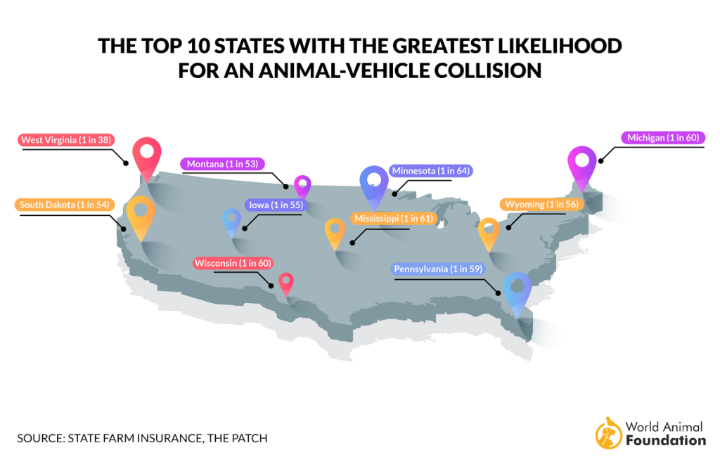 the top 10 states about animal vehicle collision