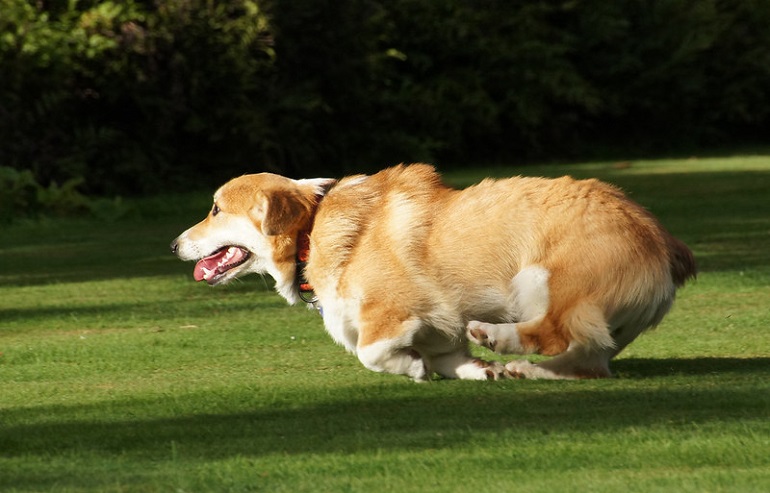 how much is a pembroke welsh corgi